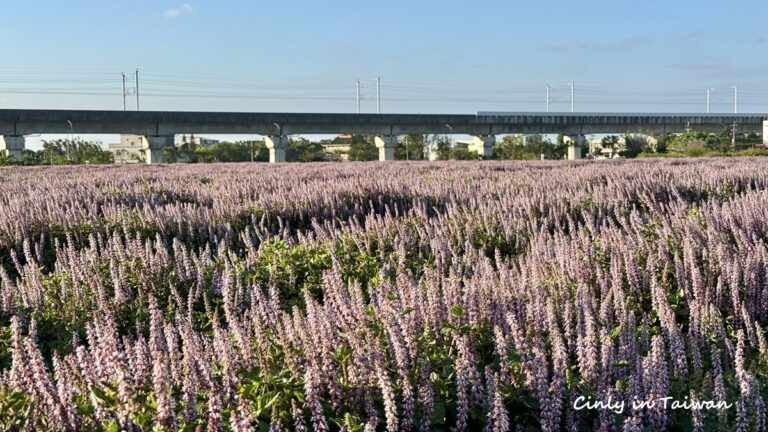 桃園観光】見渡す限り広がるラベンダー色！真っ黒なゼリーの原料「仙草